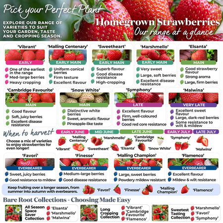 Strawberry 'Vibrant'