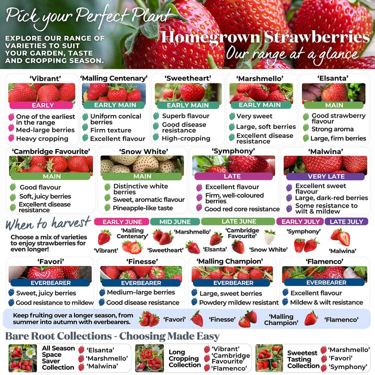 Strawberry 'Vibrant'