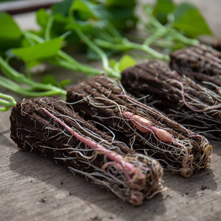 Rooted Sweet Potato 'Beauregard'