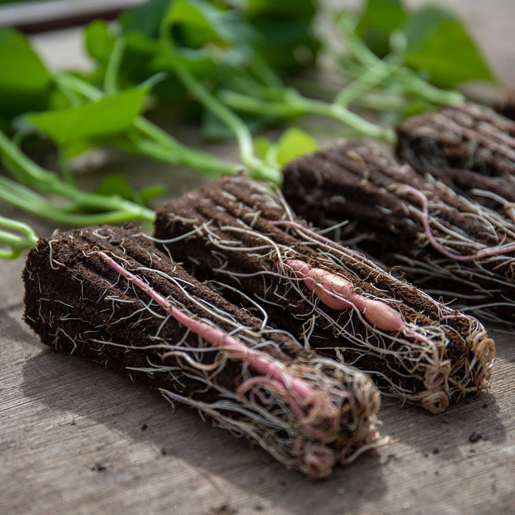 Rooted Sweet Potato 'Beauregard'