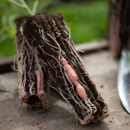 Rooted Sweet Potato 'Beauregard'