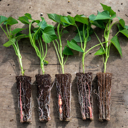 Rooted Sweet Potato 'Beauregard'