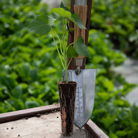 Rooted Sweet Potato 'Beauregard'