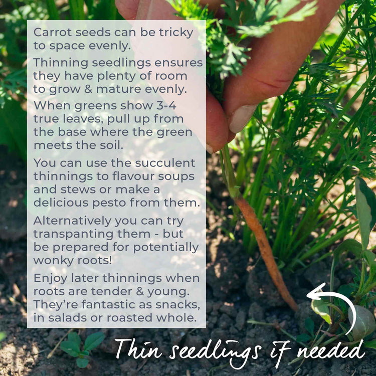 Carrot Seeds 'Resistafly' F1
