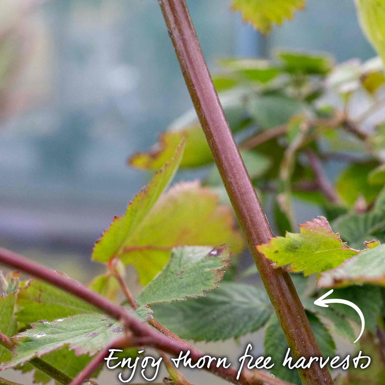 Blackberry 'Black Satin'
