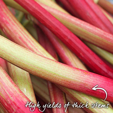 Rhubarb 'Victoria'