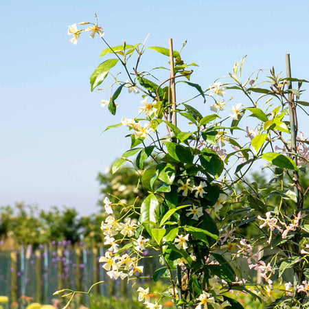 Star Jasmine 'Star of Toscane'