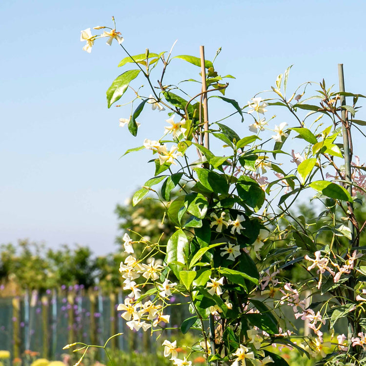Star Jasmine 'Star of Toscane'