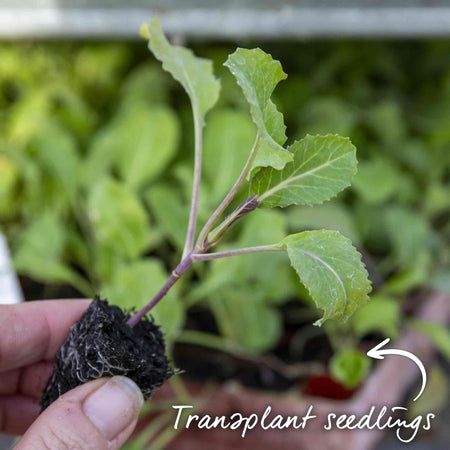 Cauliflower Seeds 'Clapton' F1