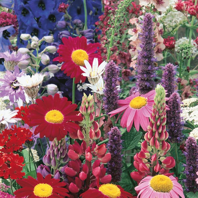Cottage Garden Seeds 'Border Perennials Mix'