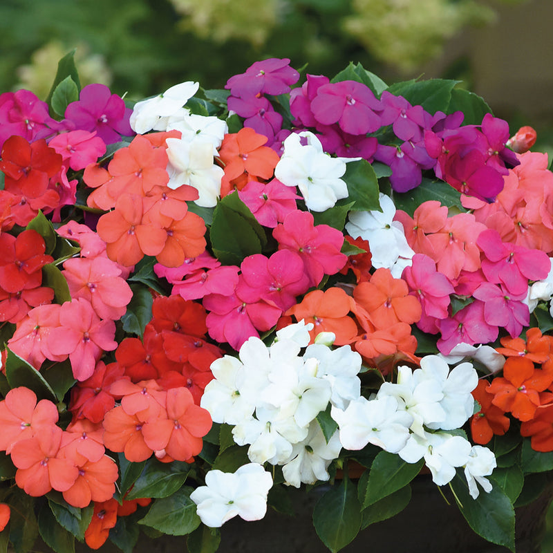Impatiens Seeds 'Beacon Mixed'
