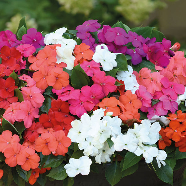 Impatiens Seeds 'Beacon Mixed'