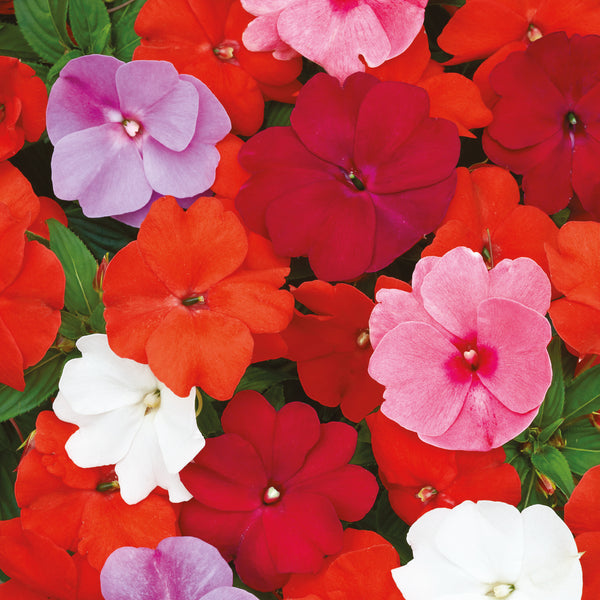 Busy Lizzie Seeds 'Bright Shades'