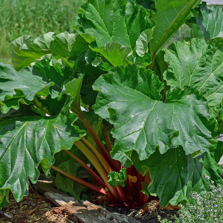 Rhubarb 'Victoria'