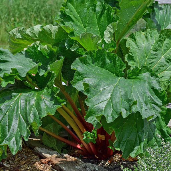 Rhubarb 'Victoria'