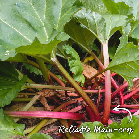 Rhubarb 'Victoria'