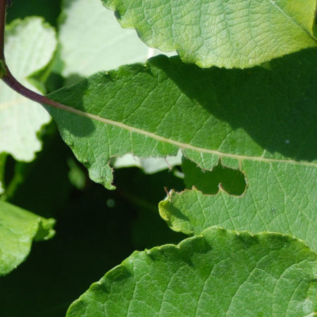 DragonFli Vine Weevil Killer 100m2