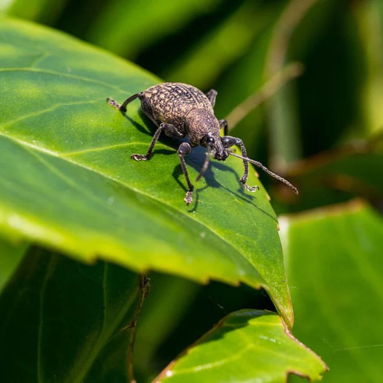 DragonFli Vine Weevil Killer 100m2
