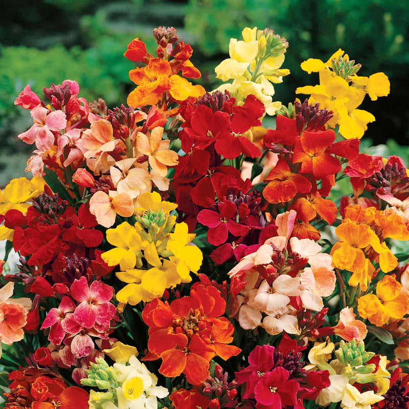 Wallflower 'Tall Mixed'