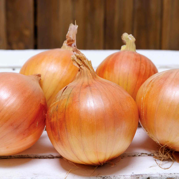 Onion ‘Shakespeare’ (Autumn Planting)