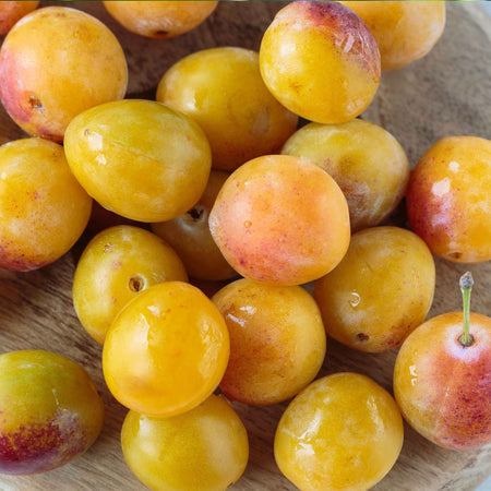 Plum 'Mirabelle de Nancy'