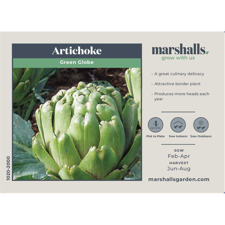 Artichoke Seeds 'Green Globe'