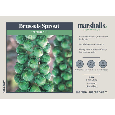 Brussels Sprout Seeds 'Trafalgar' F1