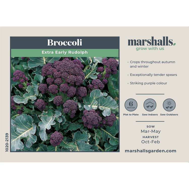 Broccoli Seeds 'Extra Early Rudolph'