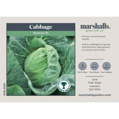 Cabbage Seeds 'Duncan' F1