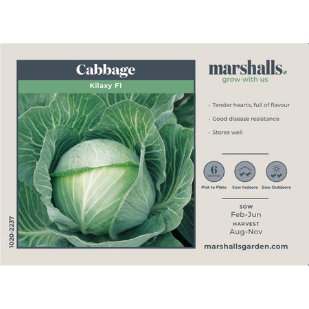Cabbage Seeds 'Kilaxy' F1