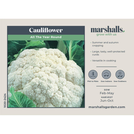 Cauliflower Seeds 'All The Year Round'