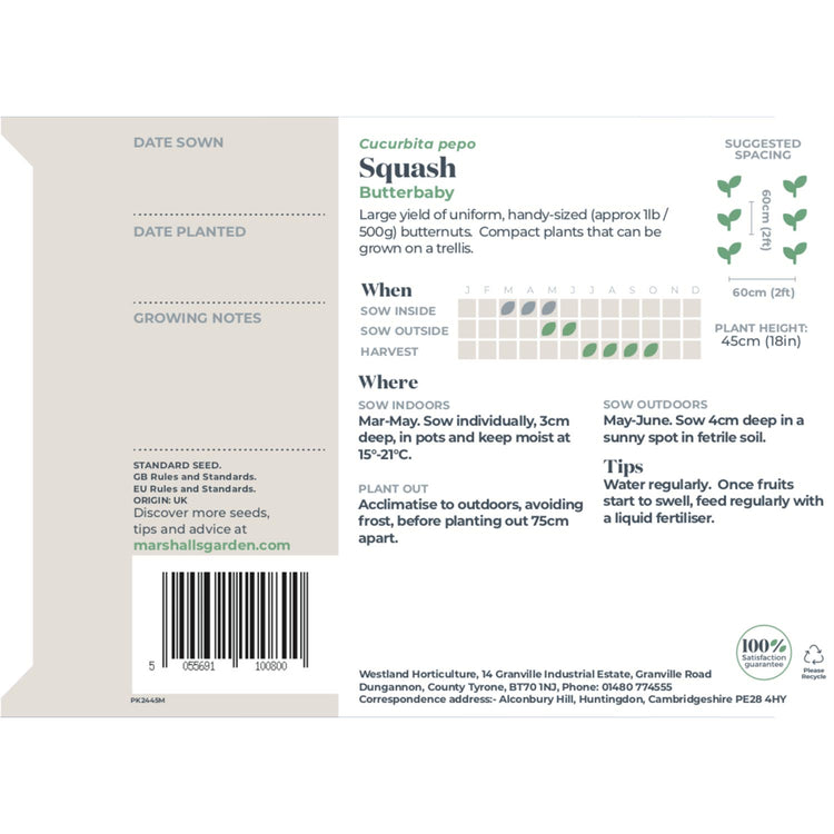 Squash Seeds 'Butterbaby'