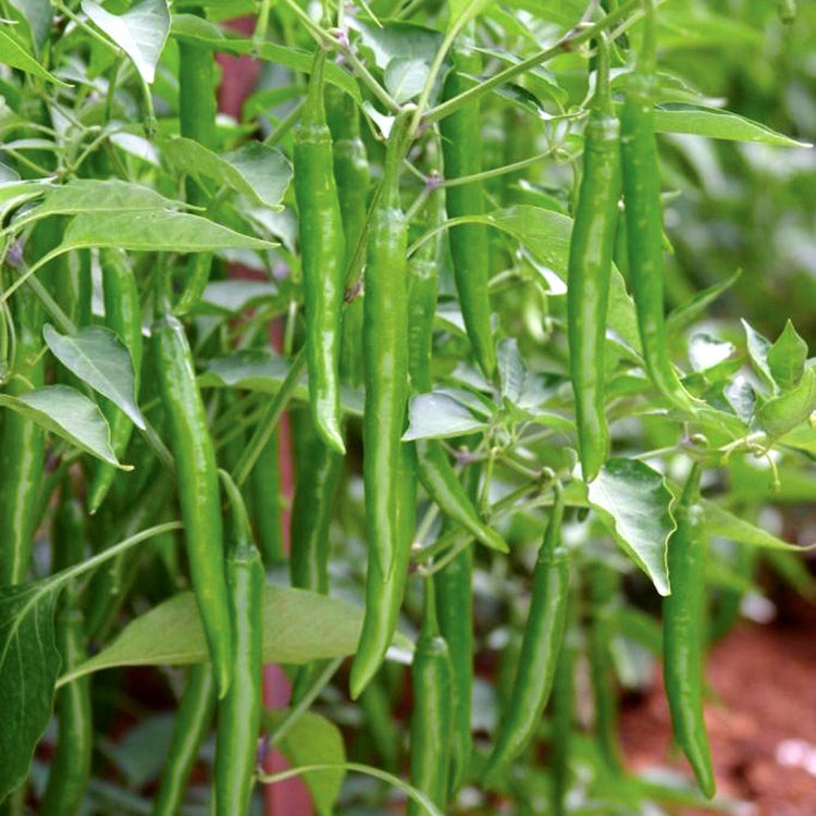 Chilli Pepper Seeds 'Mirch Masala'