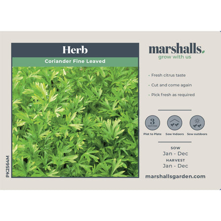 Coriander Seeds 'Fine Leaved'