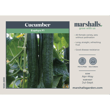 Cucumber Seeds 'Euphya' F1