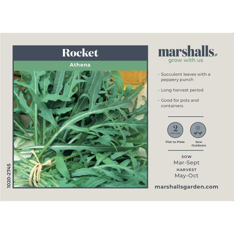 Rocket Seeds 'Athena'