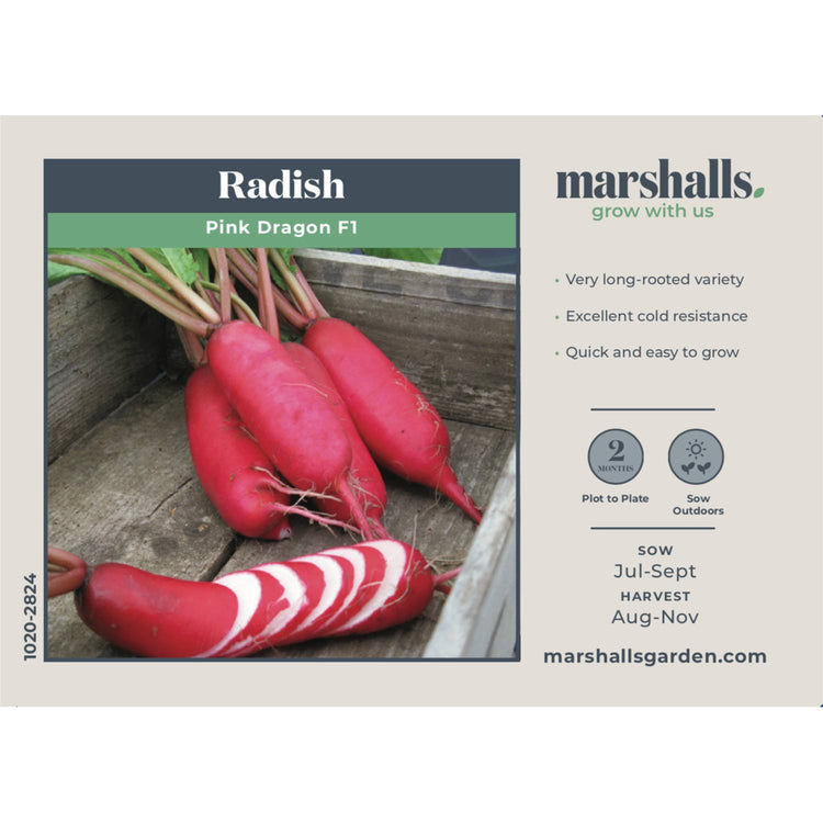 Radish Seeds 'Pink Dragon'