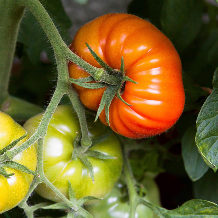 Tomato Seeds Semi Bush 'Super Marmande'