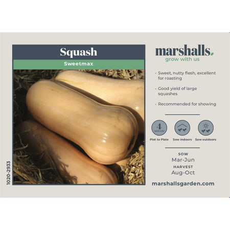 Butternut Squash Seeds 'Sweetmax'