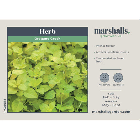 Oregano Seeds 'Greek'