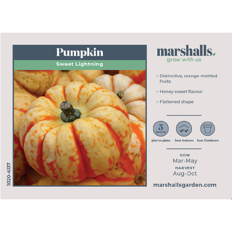 Pumpkin Seeds 'Sweet Lightning'