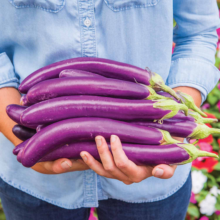 Aubergine Seeds 'Purple Knight'