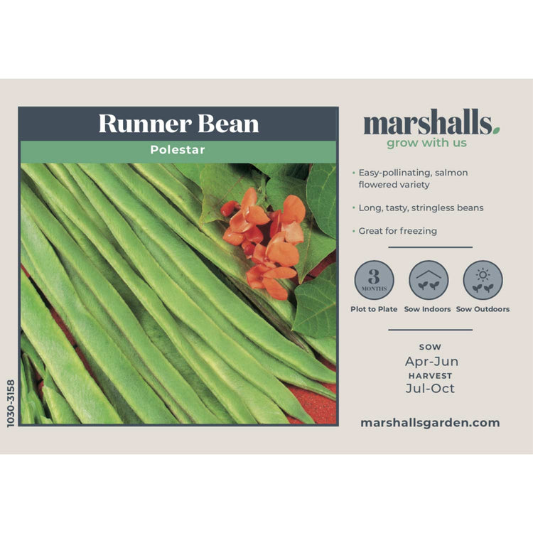 Runner Bean Seeds 'Polestar'