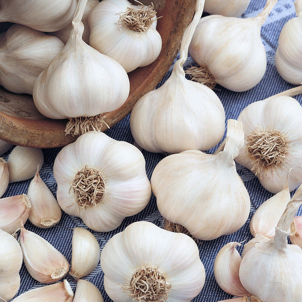 Garlic ‘Picardy Wight’ (Spring Planting)