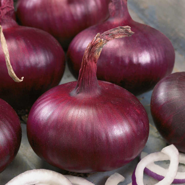 Onion ‘Karmen’ Heat Prepared (Spring Planting)