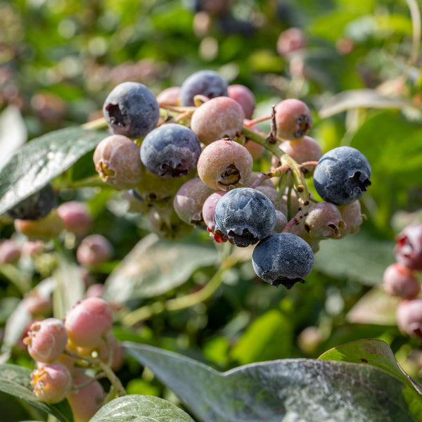 Blueberry 'Goldtraube'
