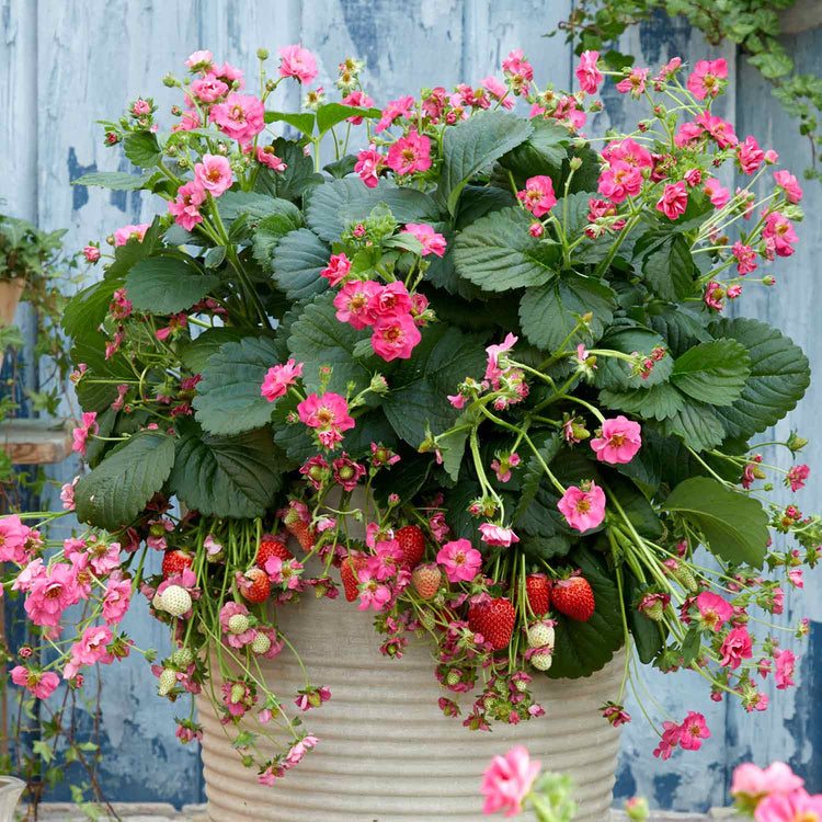 Strawberry 'Summer Breeze Mixed'