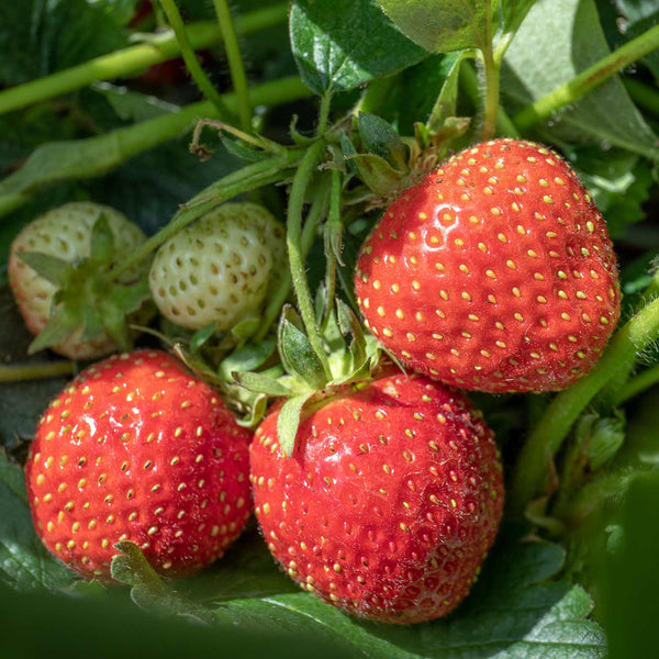 Strawberry 'Florence'