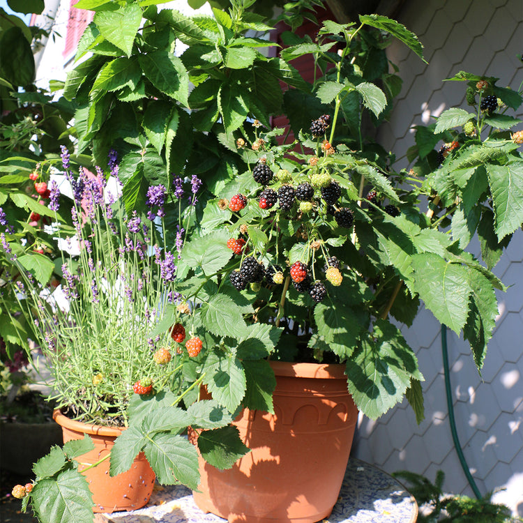 Lowberry® Blackberry 'Little Black Prince'