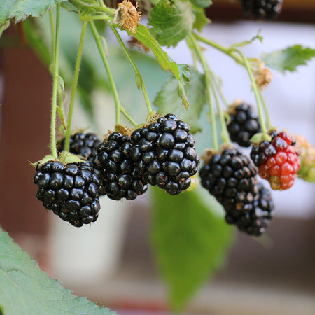 Lowberry® Blackberry 'Little Black Prince'
